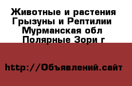 Животные и растения Грызуны и Рептилии. Мурманская обл.,Полярные Зори г.